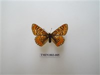 藏品(西斑牙豹紋蝶)的圖片